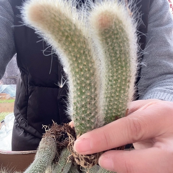 白毛九尾狐7厘米左右，带土球6颗