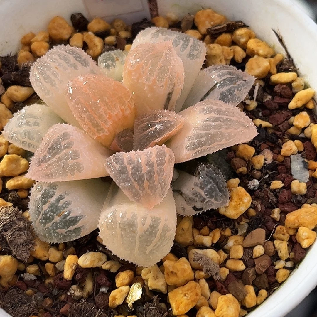 153糊斑具味城寿锦福利