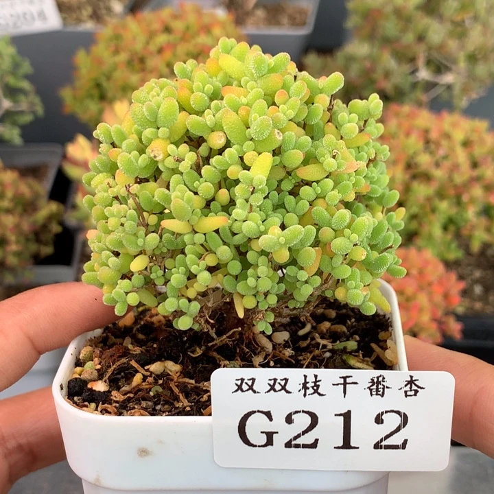 212蜜桔糖球            土干发