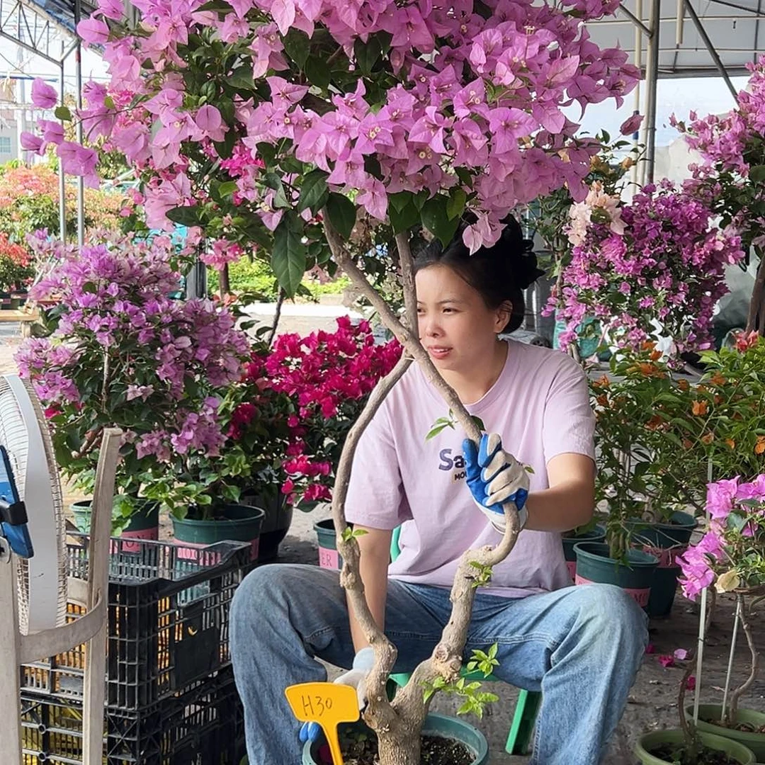 l***y大部分花苞少量开放H30赛佛里