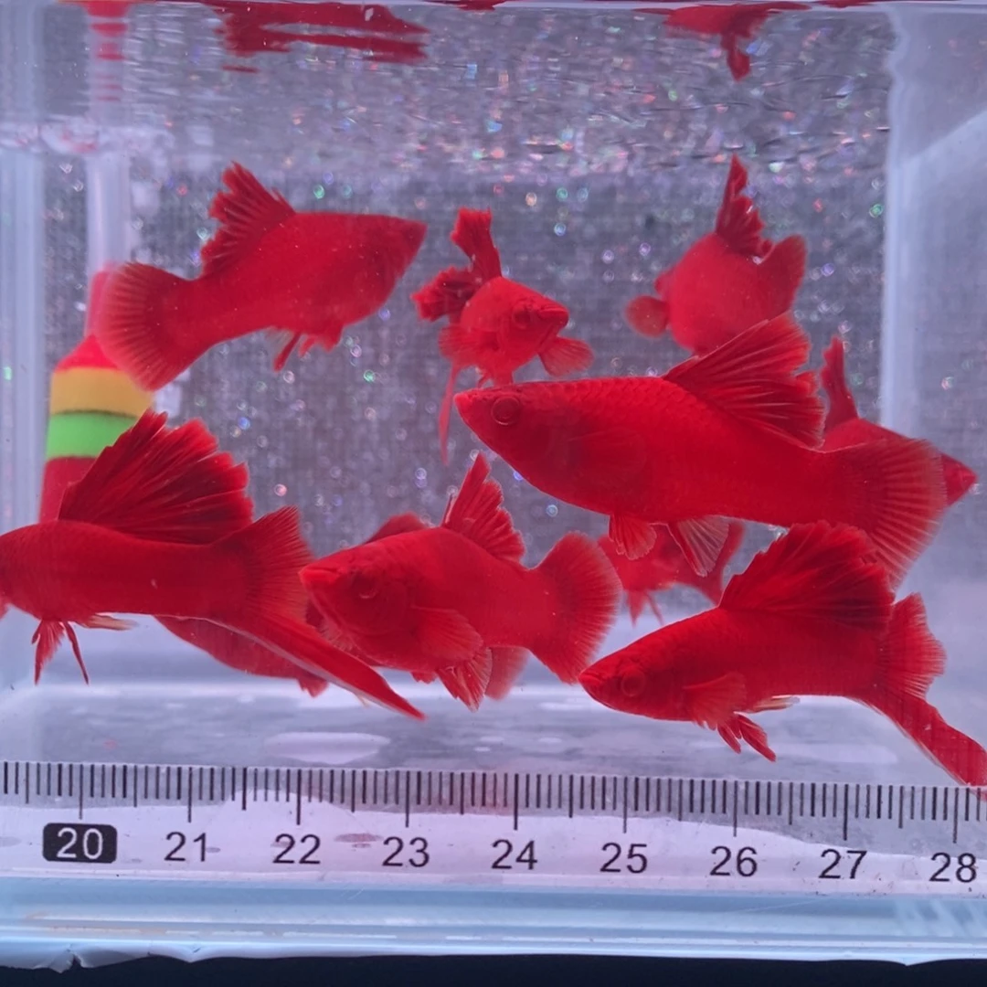 品****红剑鱼高鳍红剑亚成4公6母