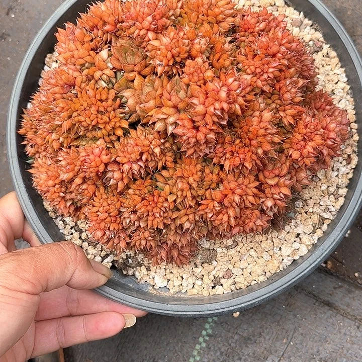 寄养多肉植物一物一拍