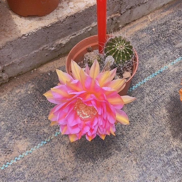云****仙人掌彩草一93小球脱土摘花发货