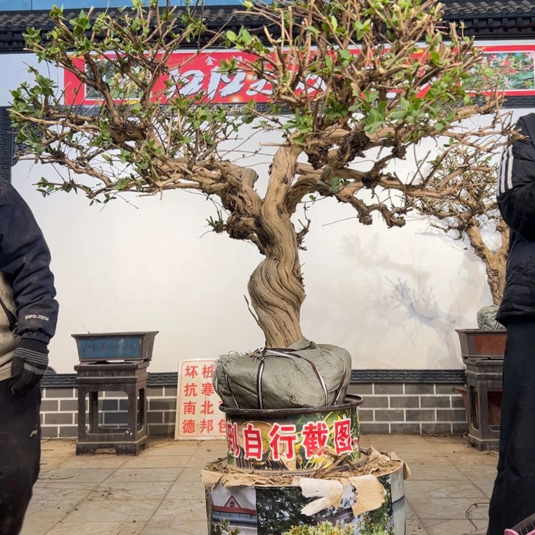 无花朵金银花开花255655885