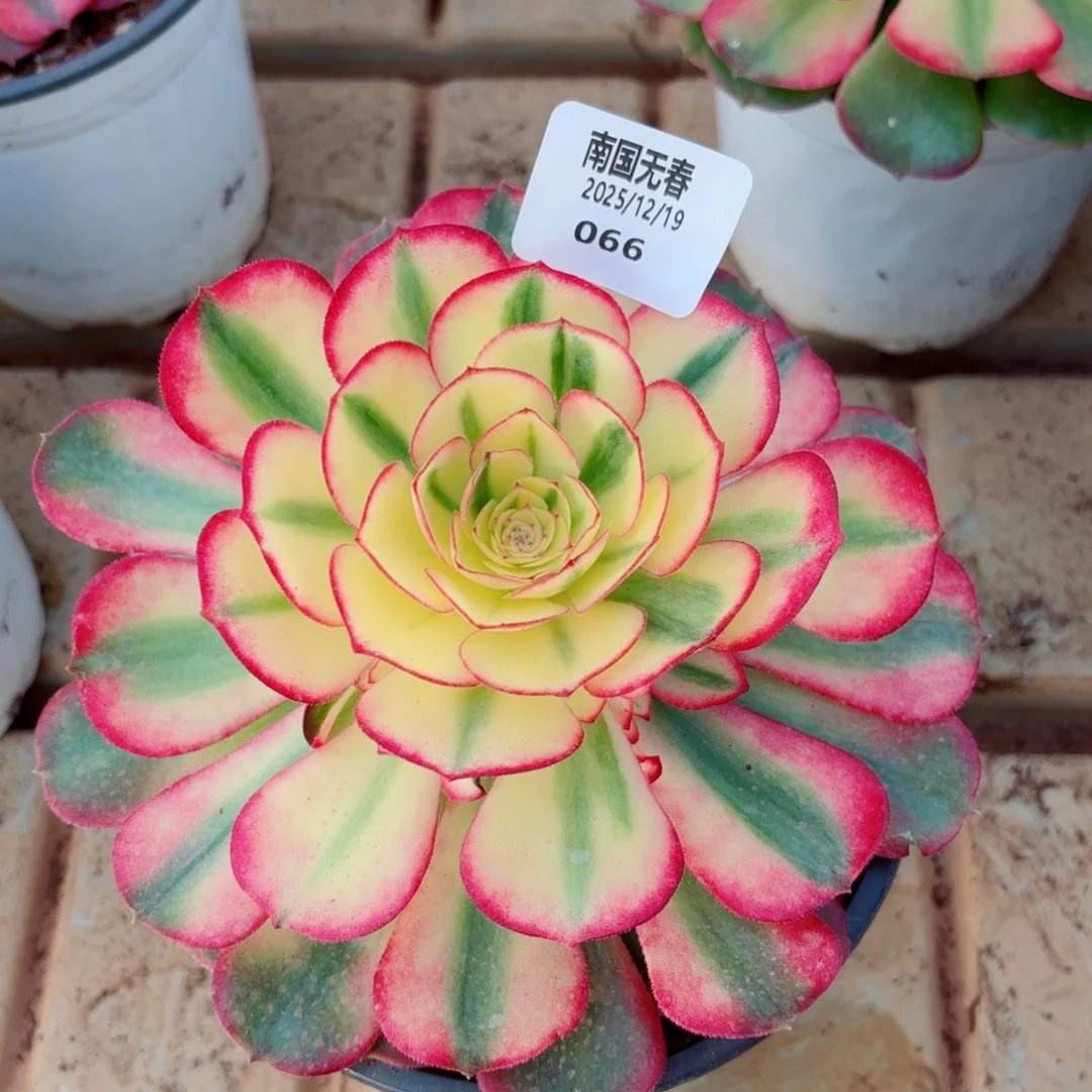 一物一拍多肉法师66