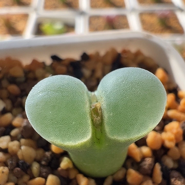 无花朵实生风铃玉42