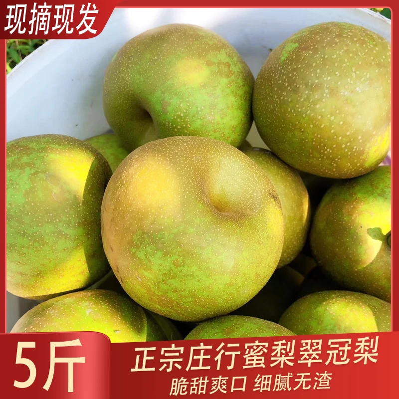 正宗翠冠梨精品青皮庄行蜜梨头茬青梨子脆甜大果礼盒当季水果惠民