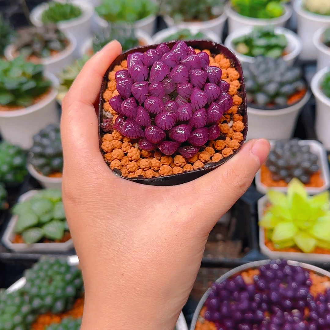 紫宝石冰灯玉露，原盆，人工上色