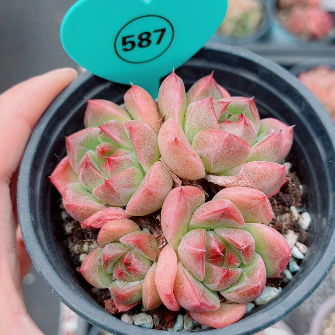 587号小老桩新品珍妮群