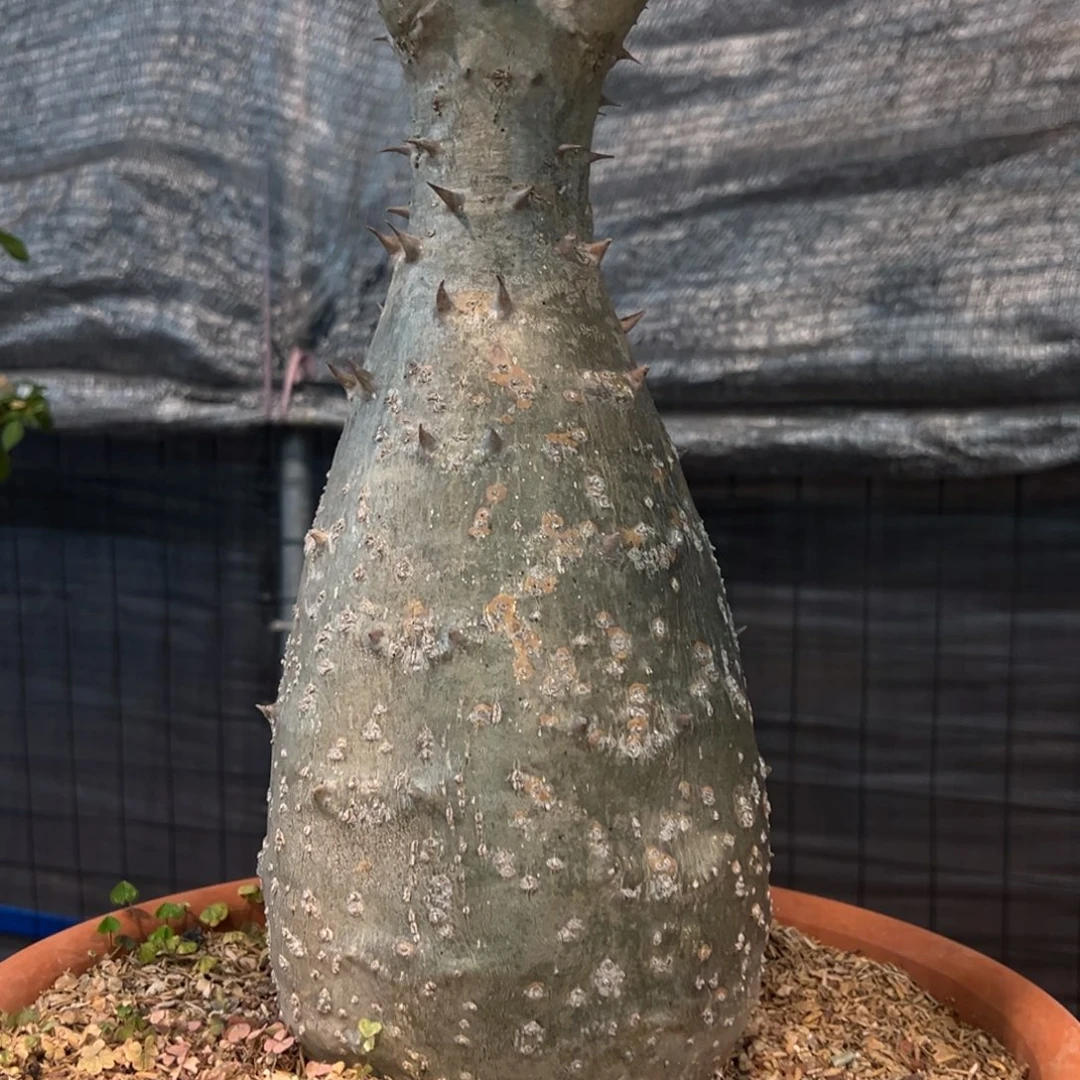 广***…449巴士棒槌块根植物带盆发货