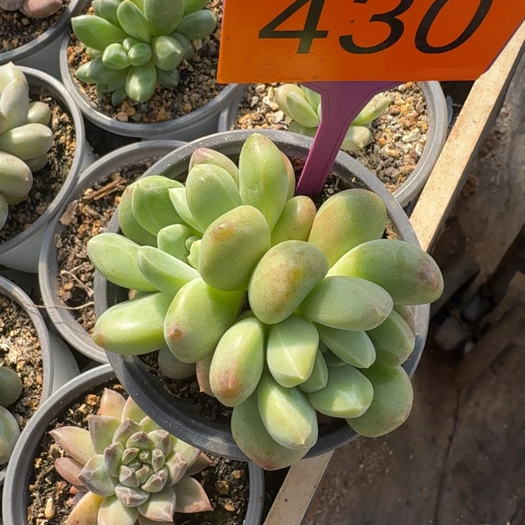 X系多肉植物430.一物一拍