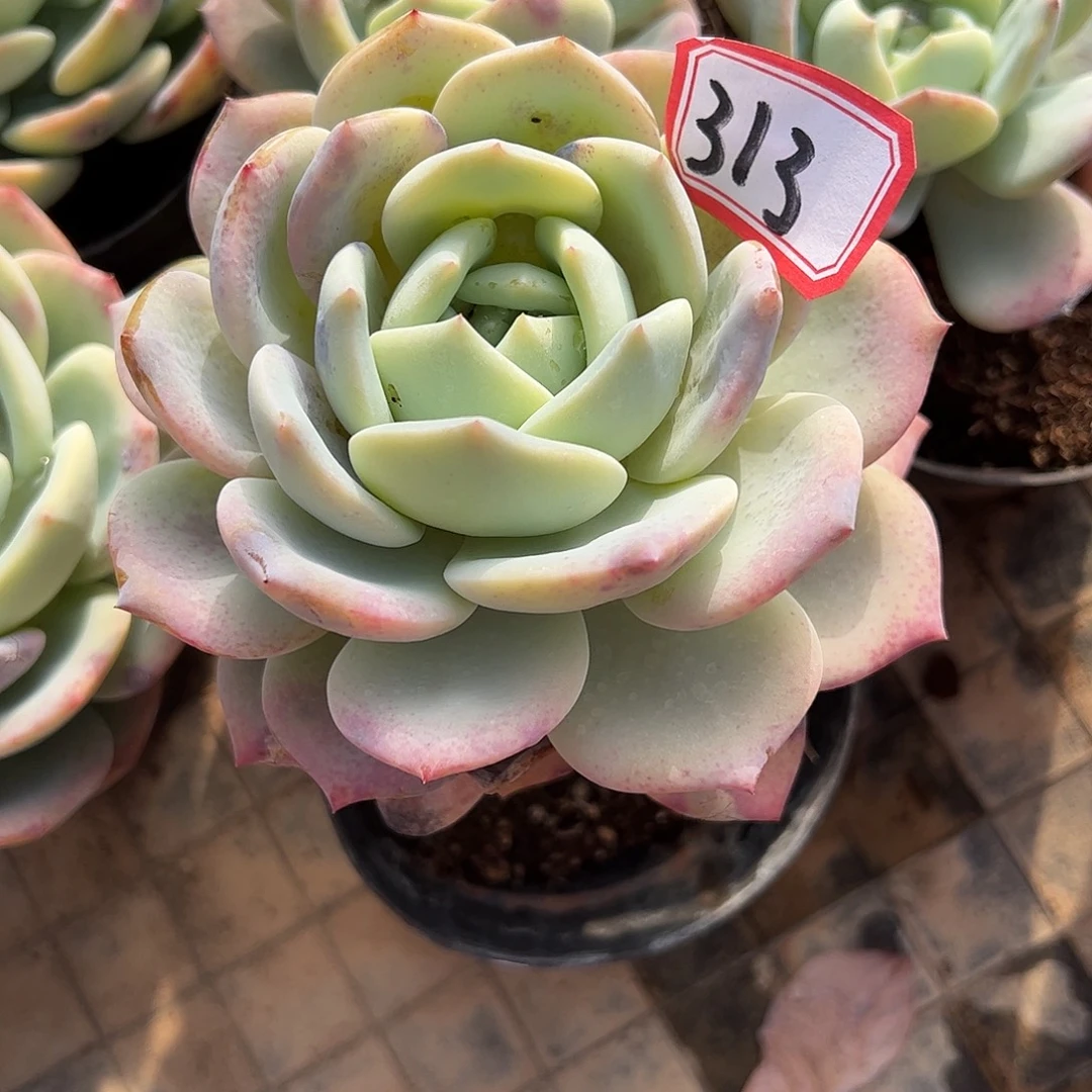 313号凤橙＇一物一拍