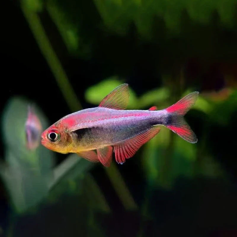 魅影幻日帝王鱼明知山有虎观赏鱼