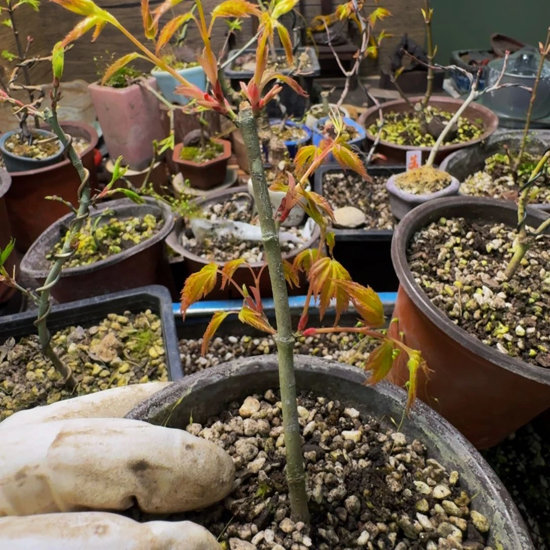 日本原生枫树扦插苗凤凰