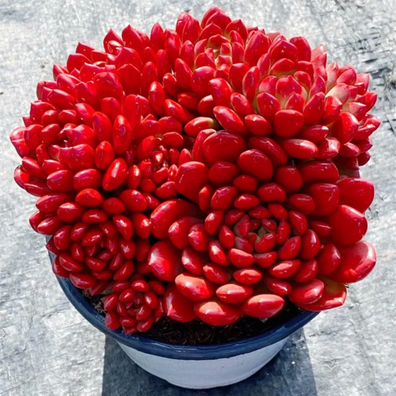 超大颗红宝石群生老桩多肉植物阳台美观防辐射精品盆栽绿植花卉