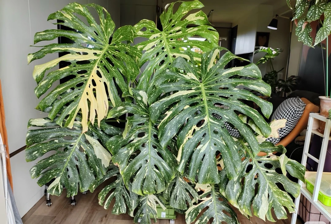 Yy家龟背竹一物一拍轻微叶损不售后