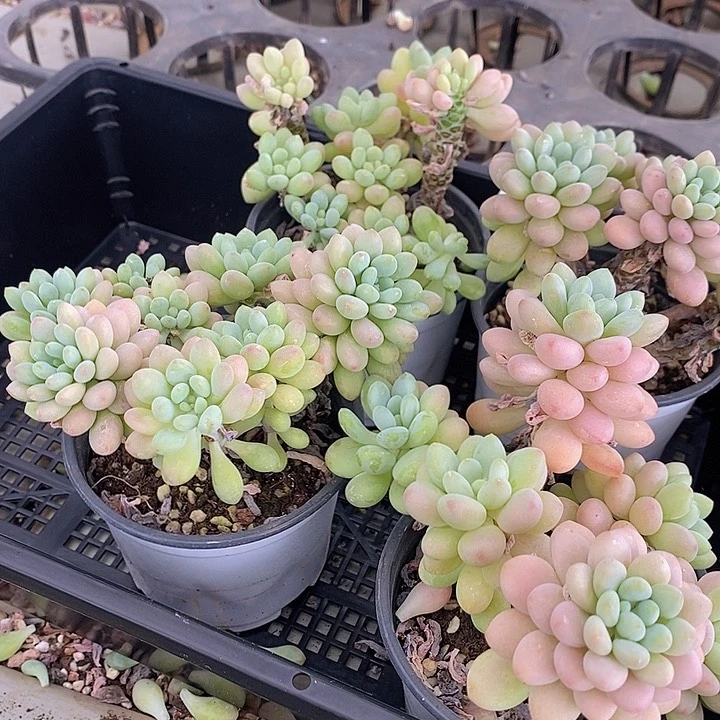110 多肉植物盆栽花卉植物