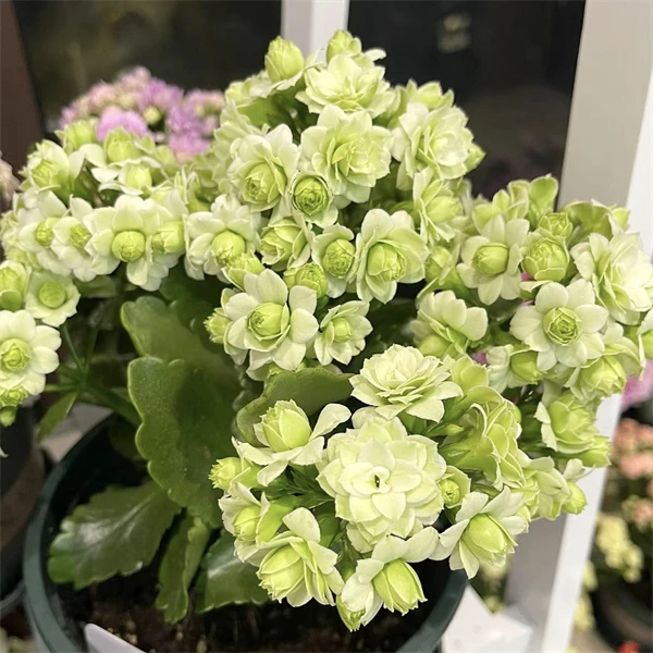 【绿巴黎 8cm盆】重瓣大花