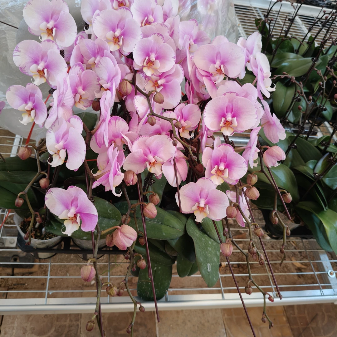 【龙兰级闪边安娜】3.5大精品蝴蝶兰 基地直发