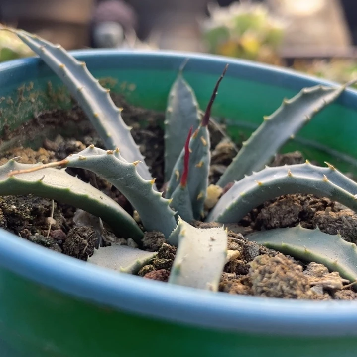 【闪购商品】曲妖。   