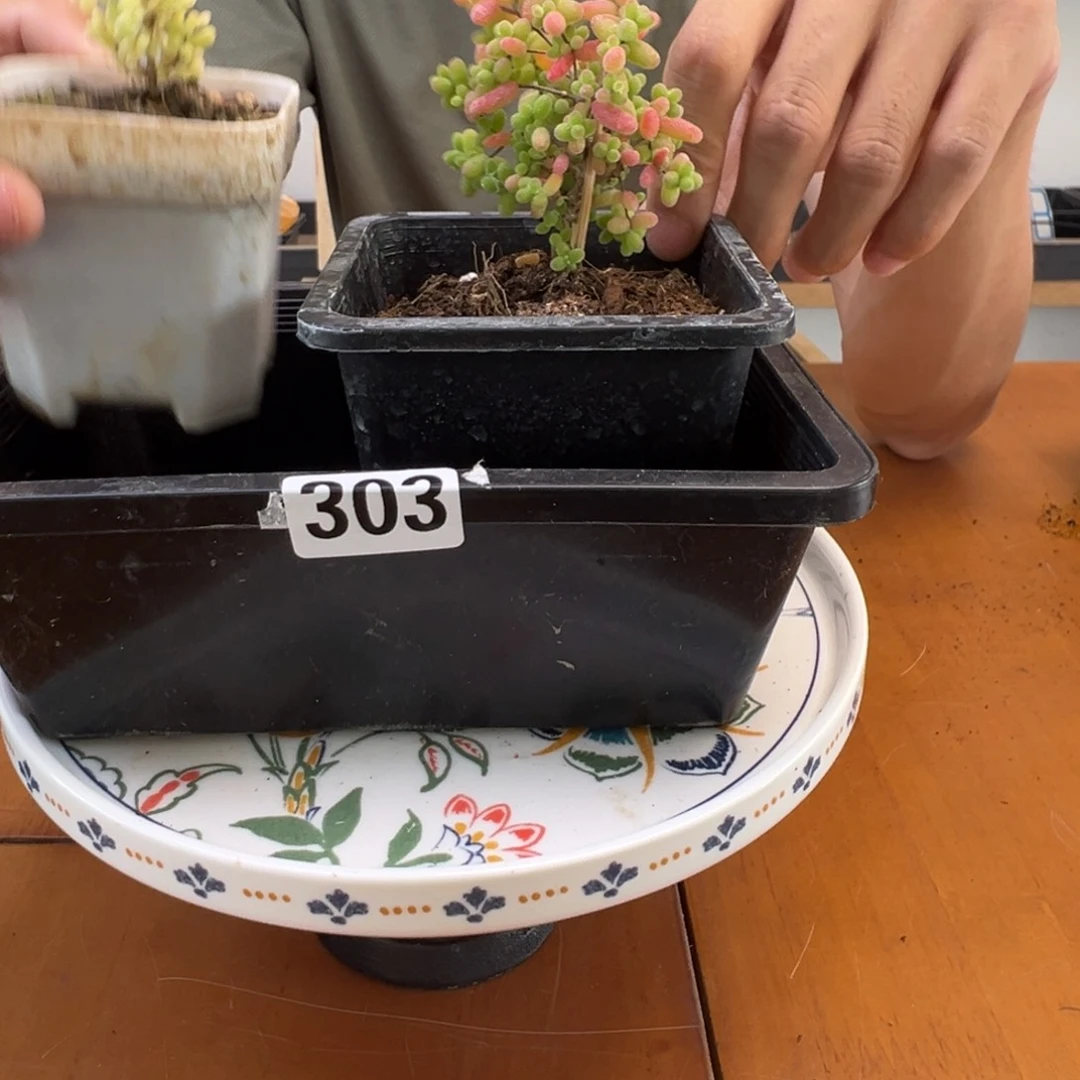 枝干番杏多肉植物303