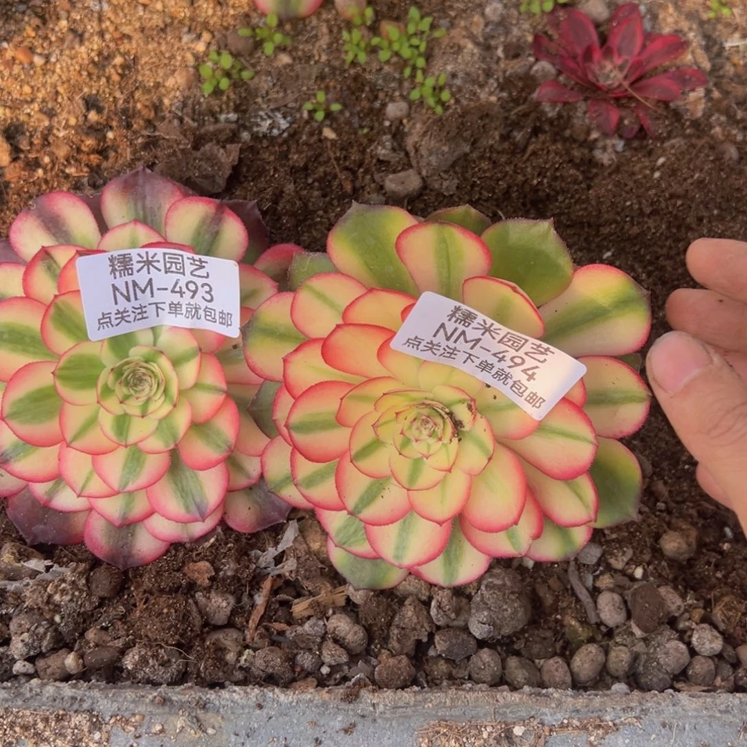 荔枝两颗多肉植物493-94