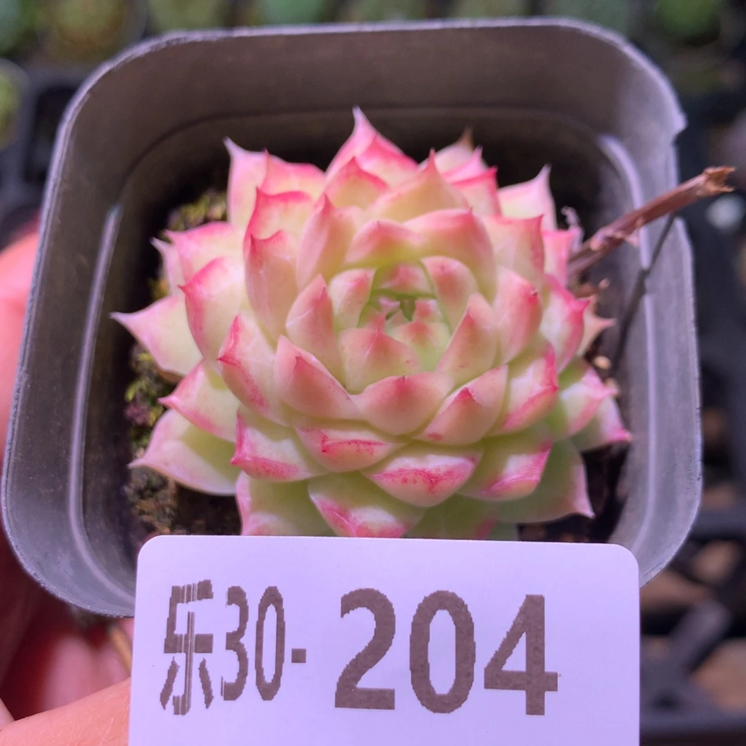 乐然30-204 女王玫瑰