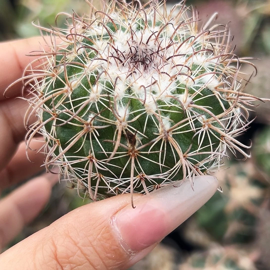 实生魔神仙人球666666666