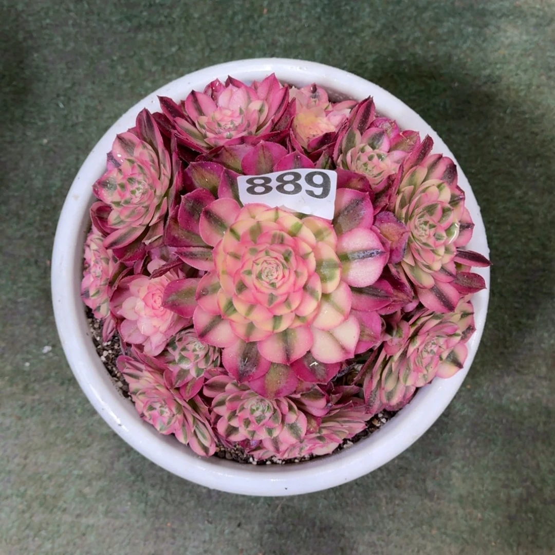 l****889！倾城法师多肉植物