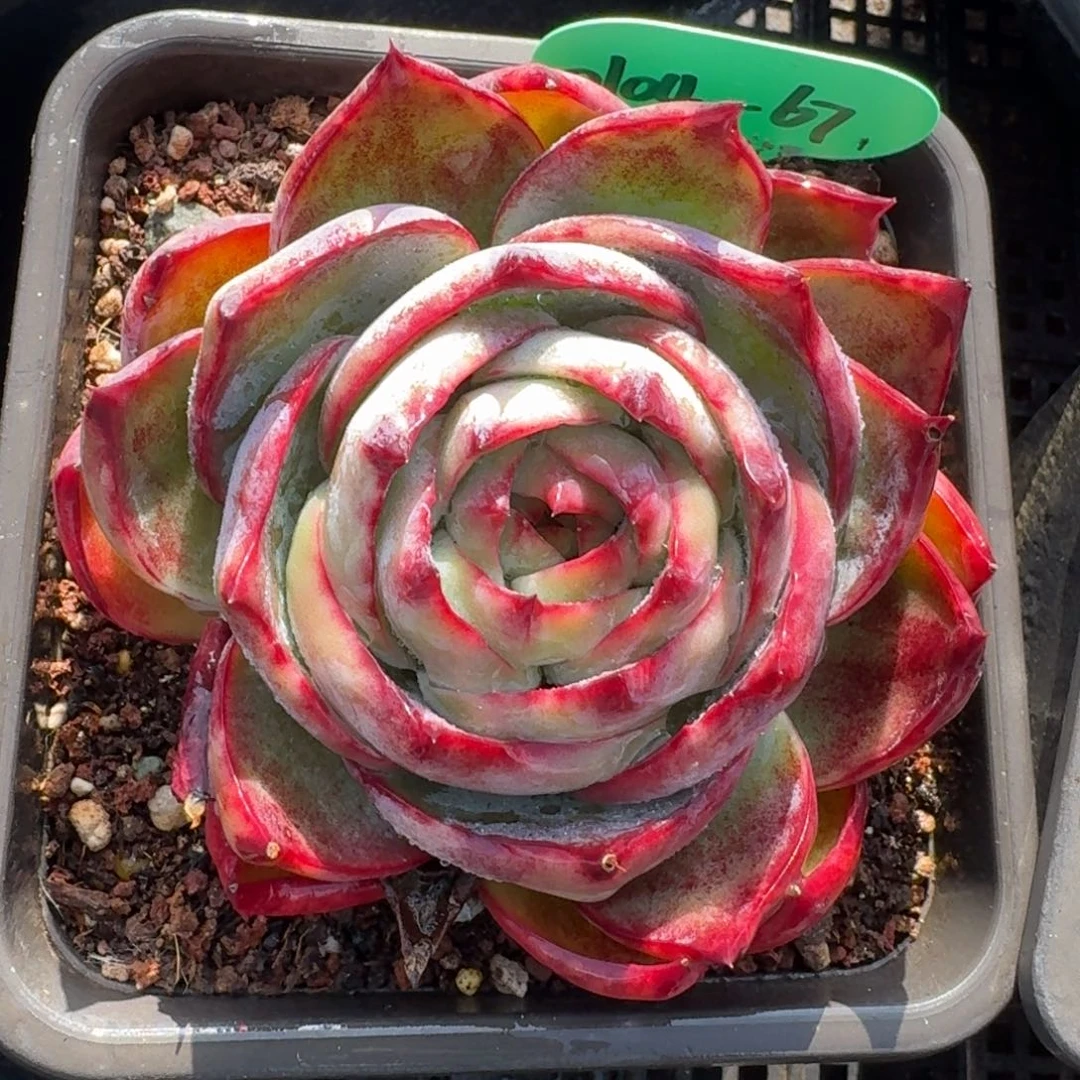 从前慢多肉精选编号0104.67