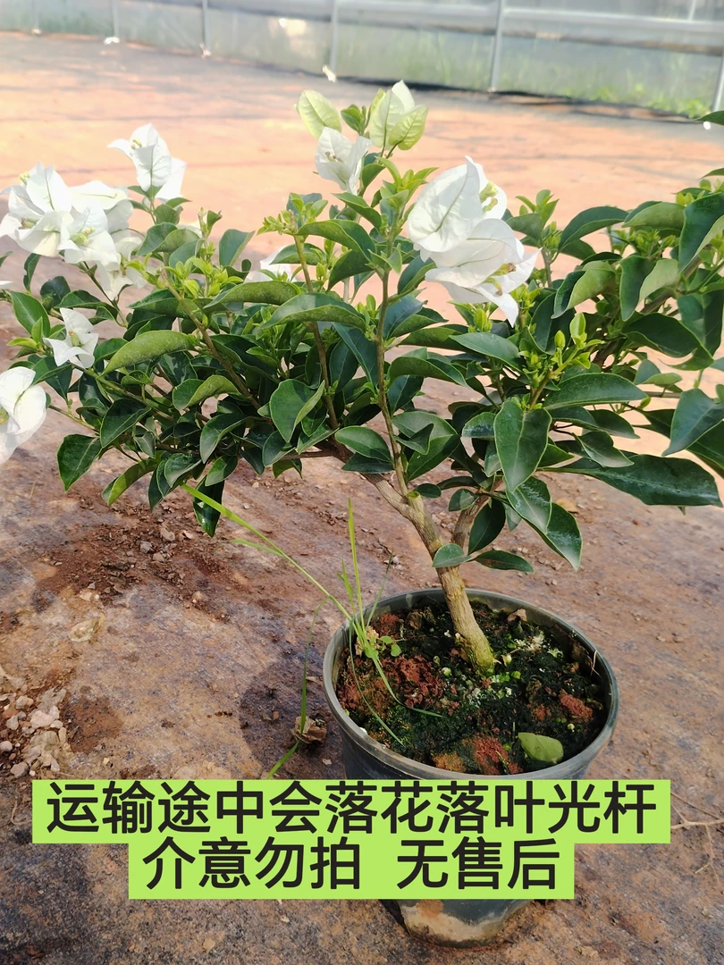 【白雪公主—周兄弟】介意落花落叶落秃 轻微折枝的勿拍勿售后