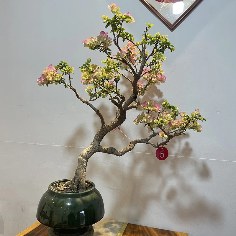 【茹芸花卉园业】一物一 拍三角梅老桩盆景四季勤花