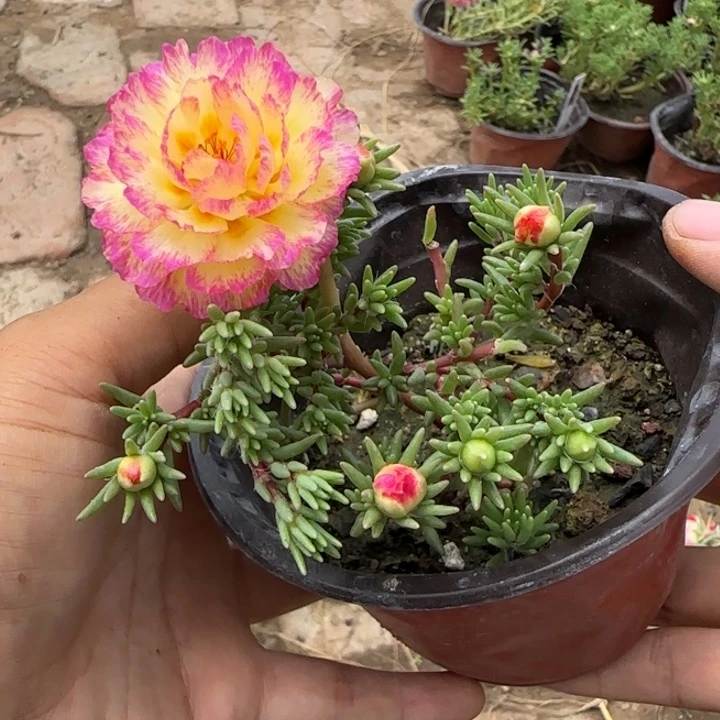 无花朵量拍粉墨纸醉金迷超小苗盆口10cm
