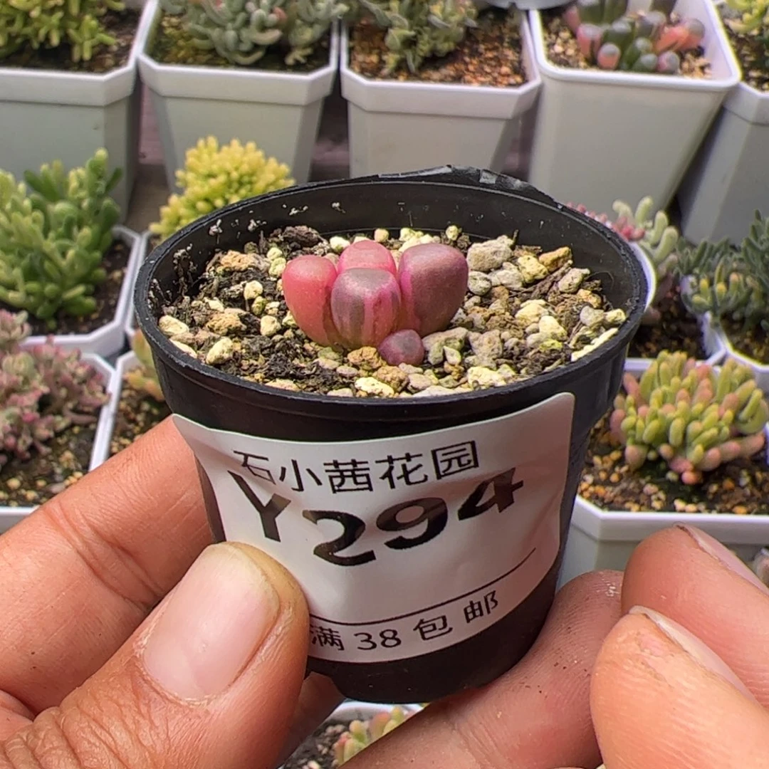 多肉植物五十铃玉锦