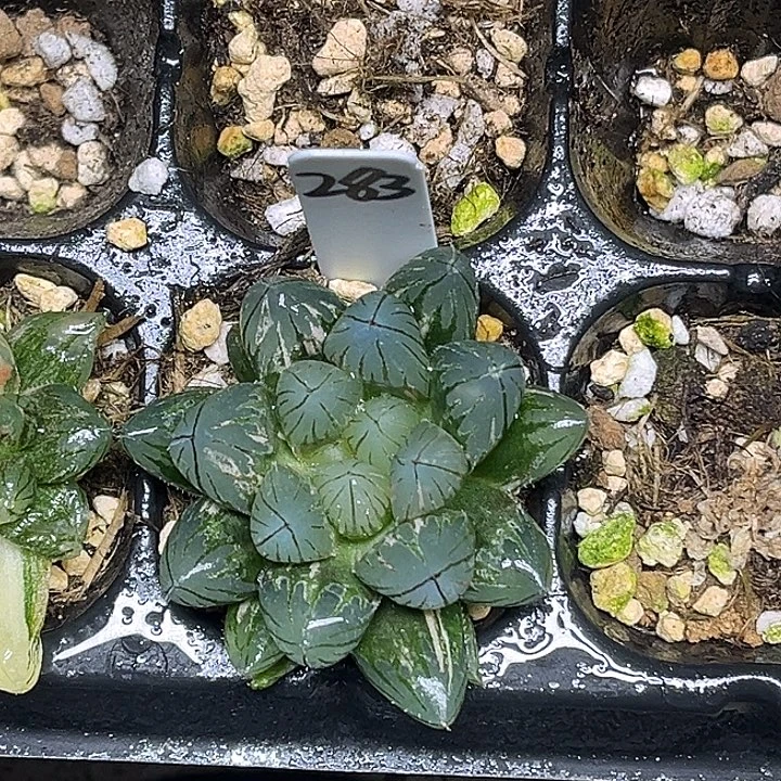 283龙爪玉露锦脱土发货