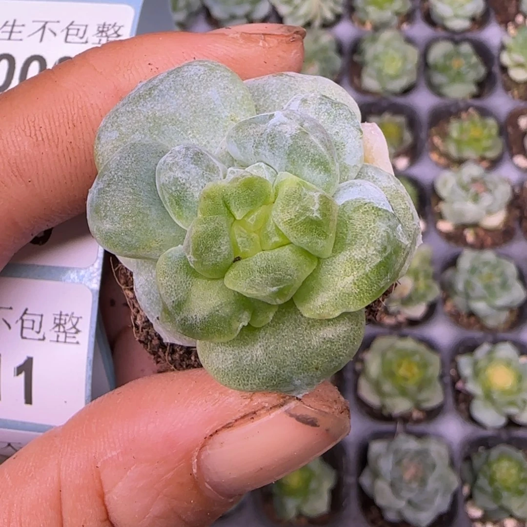 木***梓小卡拉米糖心一物一拍2-9