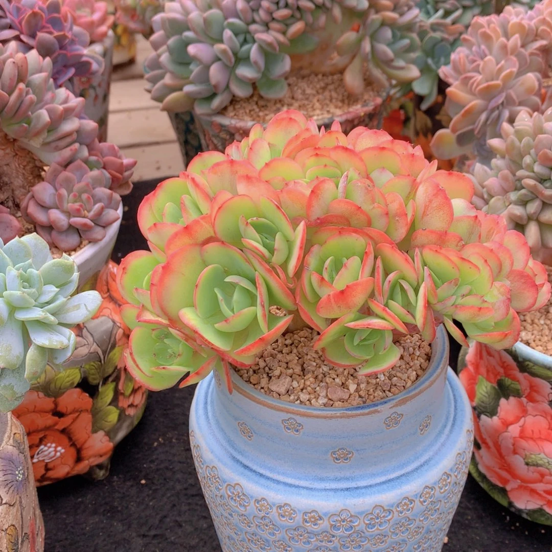 精品多肉植物花卉盆栽花卉