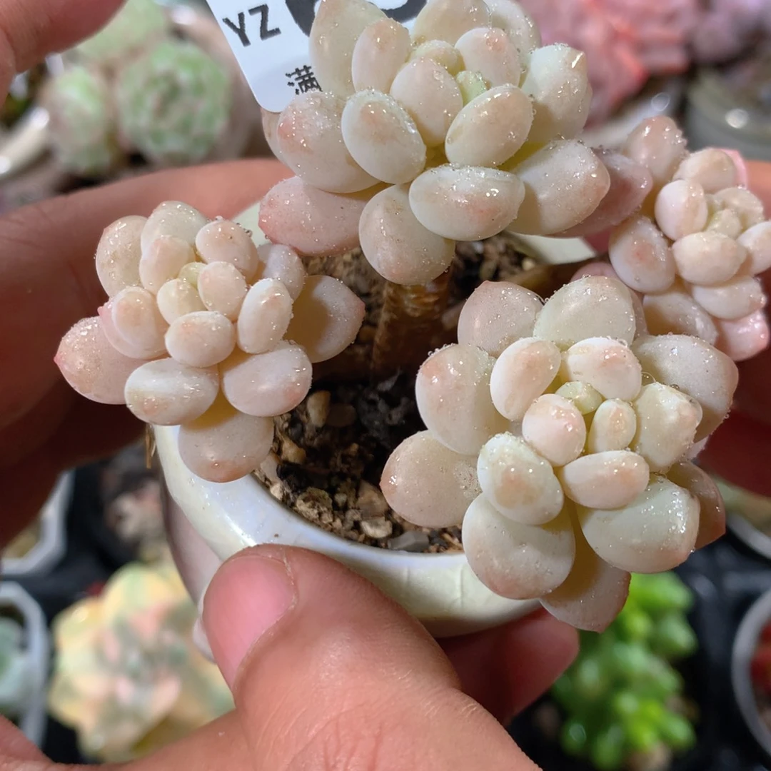 5CM拇指盆精控多肉YZ699