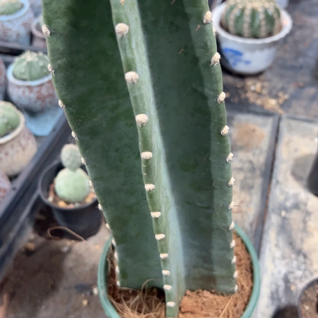 *****哈哈哈哈哈哈哈哈哈哈