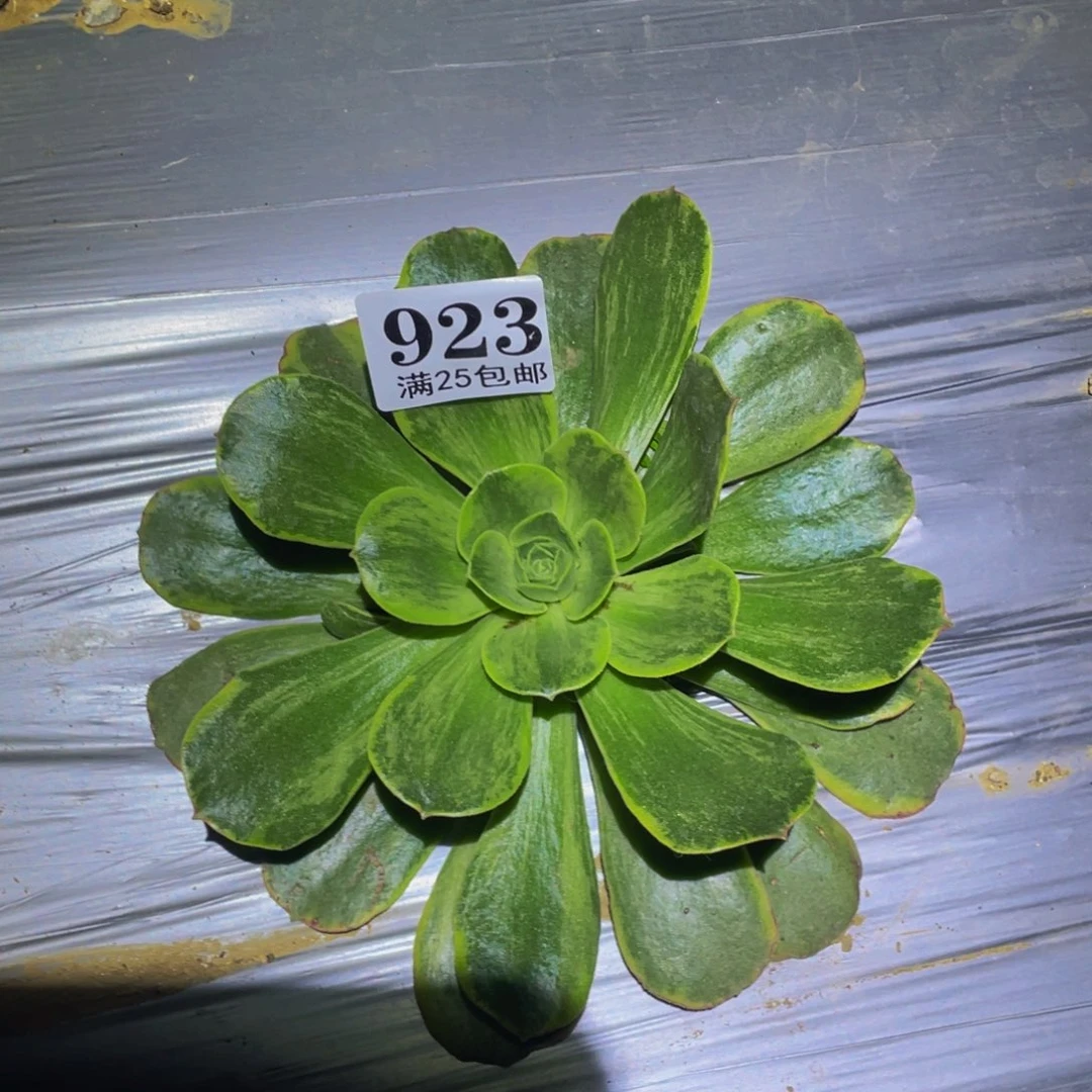 玉龙雪山多肉植物923