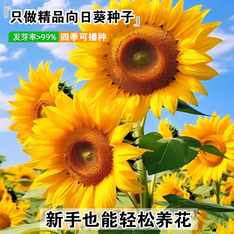 向日葵种孑花种籽子矮四季播种开花观赏盆栽庭院食用植物葵花种子