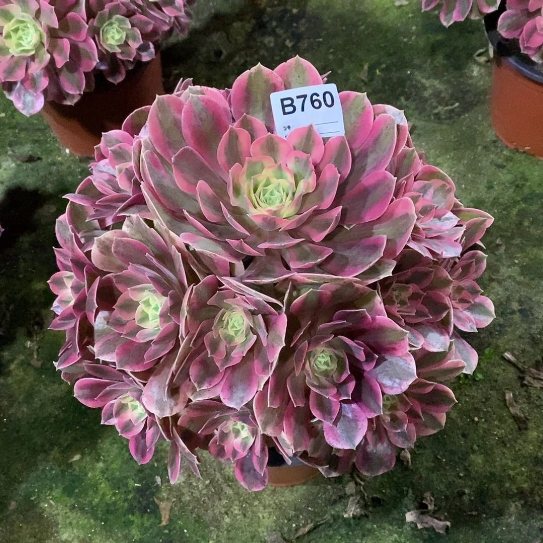 女妖多肉植物760