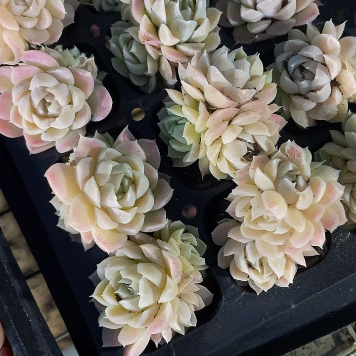 小白女王群1元带土