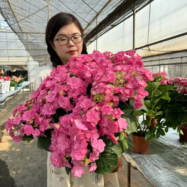 大花绣球 魔幻羽翼 盆栽花苗阳台花园耐热耐寒植物