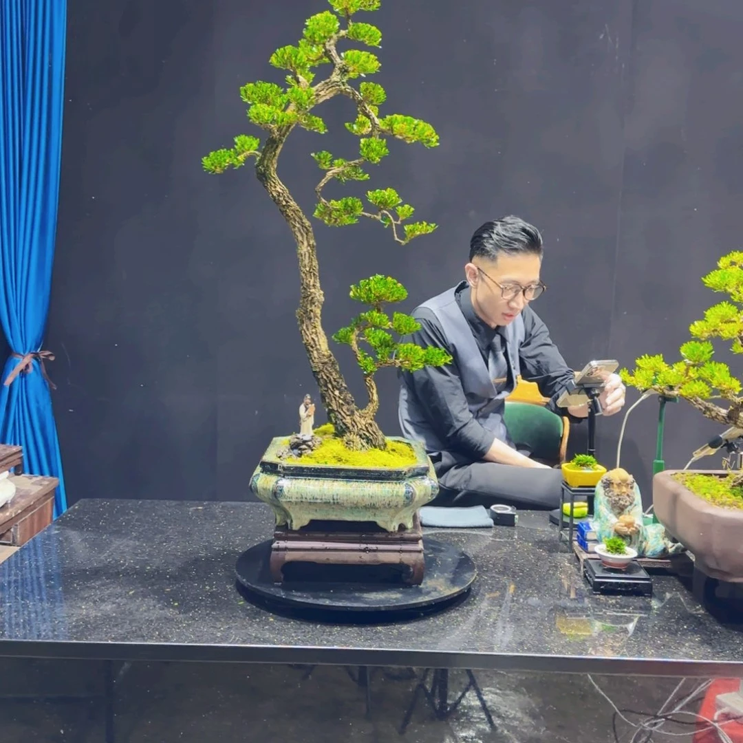 黄杨室内室外盆景艺术