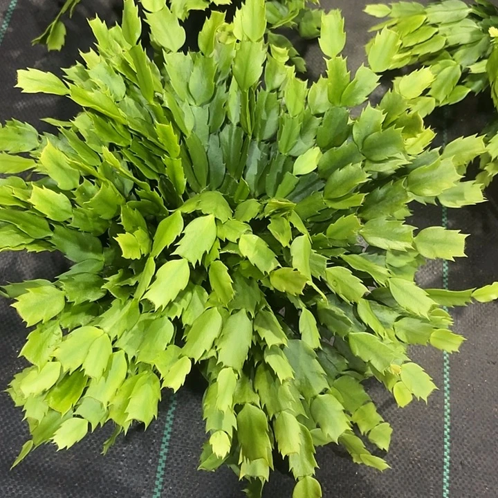 雪****当前无花栽培后可以开花