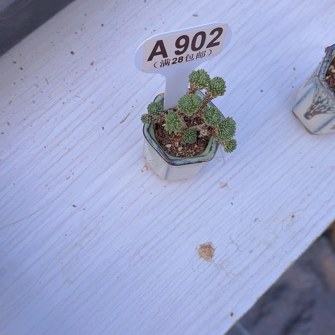 刘***拉A902球松一物一拍