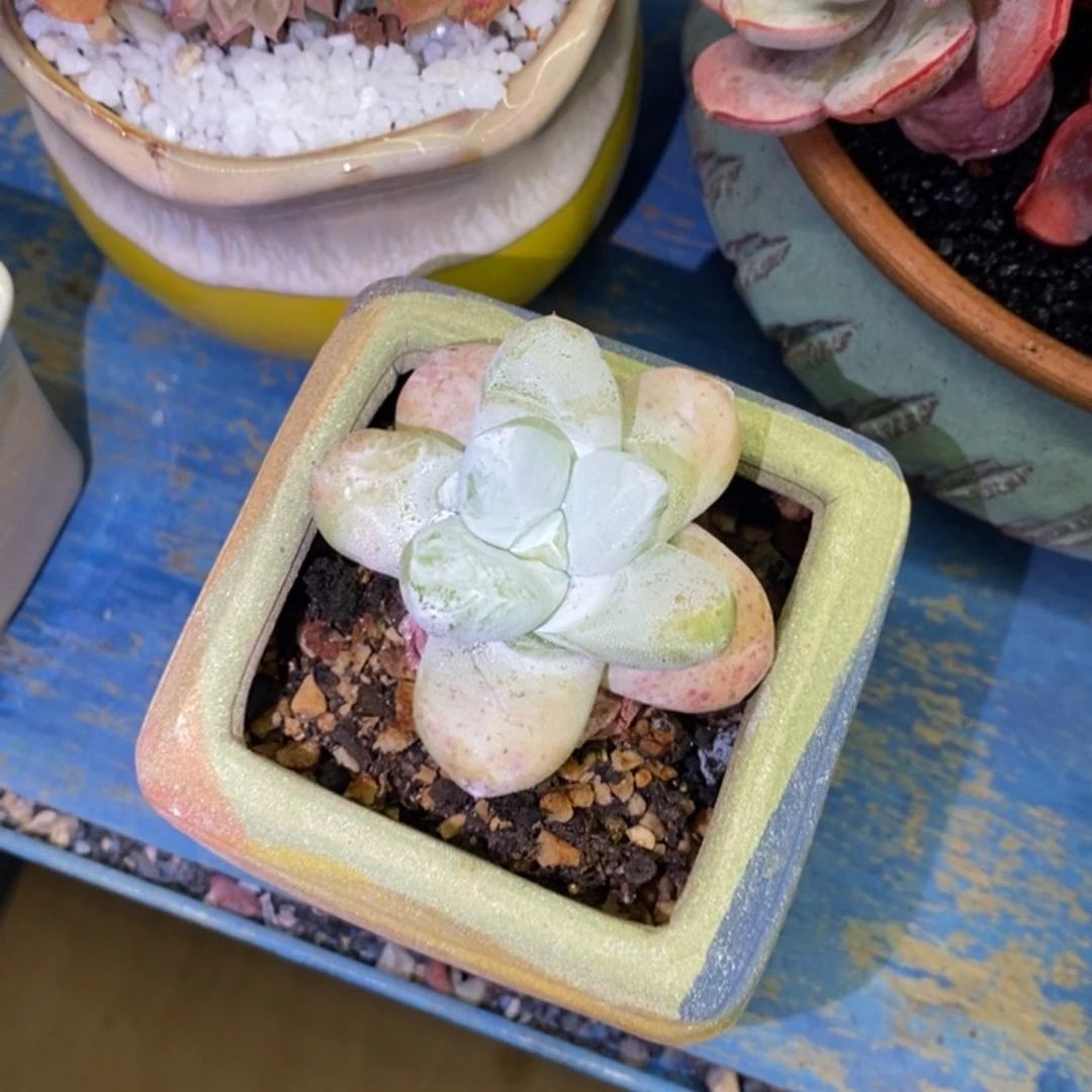 多肉植物盆栽多肉植物盆栽