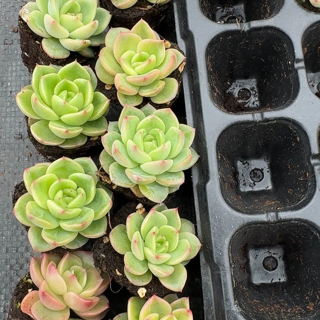 3030号杂交十棵11-55