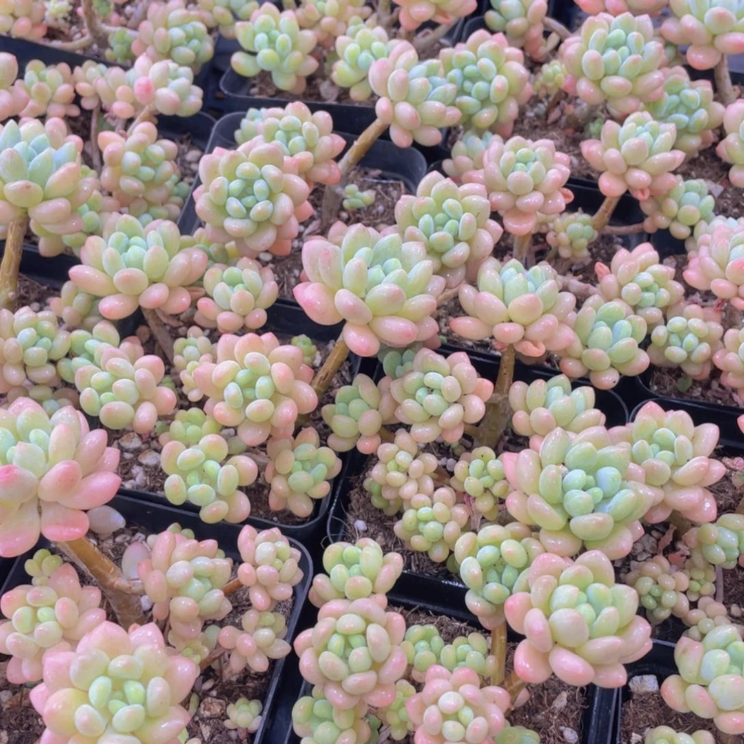 290号 小仙女鱼子酱多头群一个